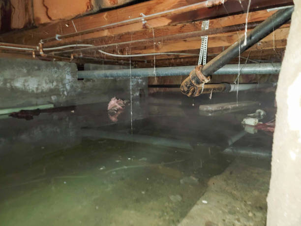 Best Sewage cleanup and water damage restoration  in Senoia, GA